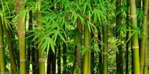 Bamboo Plants