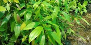 Cinnamon Plants