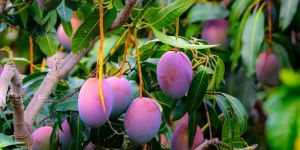 Miyazaki Mango Plants