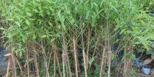 White Sandalwood Plants