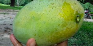 Fresh Fazli Mango