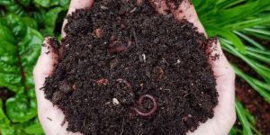 Vermicompost