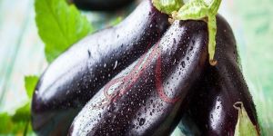 Fresh Aubergine