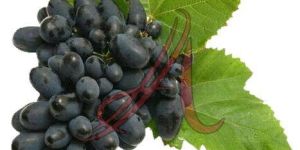 Fresh Black Grapes