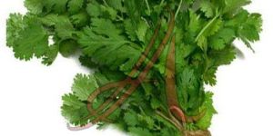 Fresh Coriander Leaves