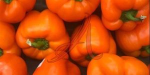 Fresh Orange Capsicum