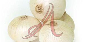 Fresh White Onion