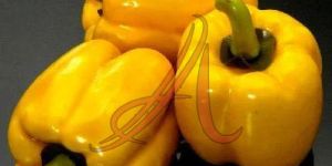 Fresh Yellow Capsicum