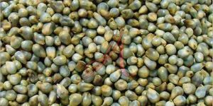 Green Millet Seeds