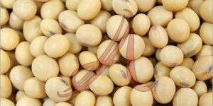 Soybean Seeds