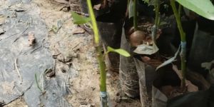 Avocado Grafted Plant