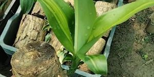 Brazilian Lucky Wood Plant