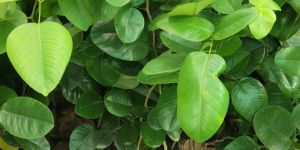 Red Sandalwood Plant / Lal Chandan Ka Paudha