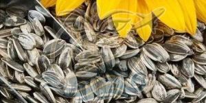 Sunflower Seed
