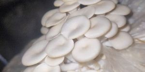 Fresh Oyster Mushroom