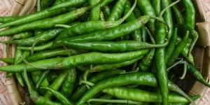 a Grade Fresh Green Chilli