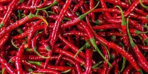 Organic Red Chilli