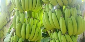 Fresh Green Banana