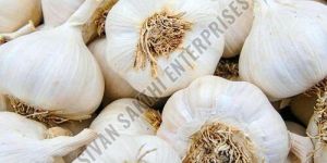 Fresh Garlic