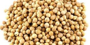 Fresh Aromatic Coriander Seeds