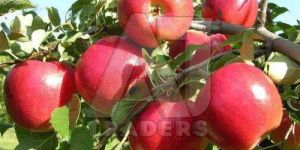 a Grade Kashmiri Apple