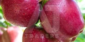 Himachali A Grade Apple