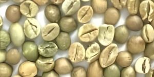 Premium Arabica Coffee