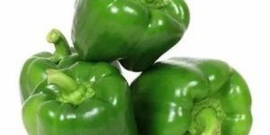 a Grade Green Capsicum