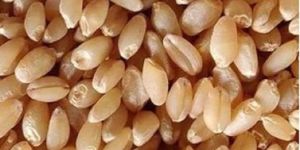 A Grade Premium Wheat Grains