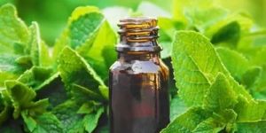 Peppermint Essential Oil