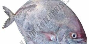 Large Fresh Pomfret Fish