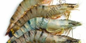 Fresh Medium Prawns