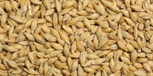 Barley Seeds