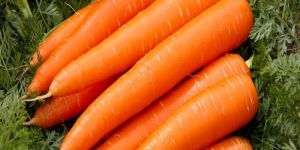 Fresh Carrot