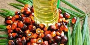 Palm Oil