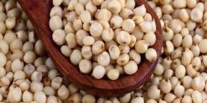 Sorghum Seeds