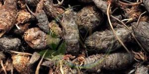 Nagarmotha Roots