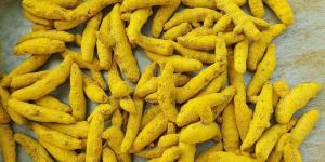 Dry Yellow Turmeric Finger