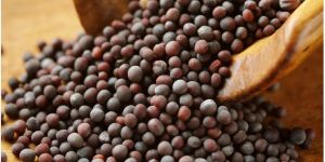 Black Mustard Seeds