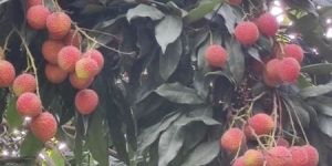 Fresh Litchi