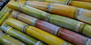 Sugarcane