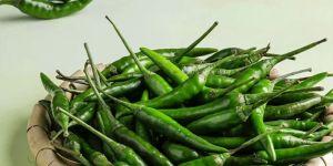 Export Quality Green Chilli