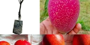 Miyazaki Mango Plant