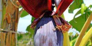 Banana Flower