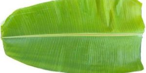 Banana Leaf