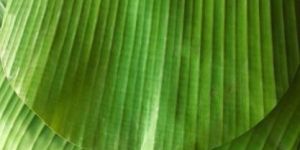 Banana Leaf Plate