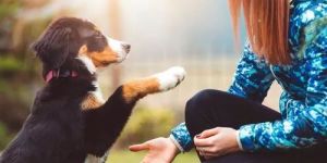 Dog Training Service