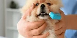 Pet Grooming Service