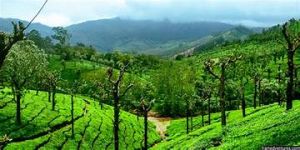 Madurai to Valparai to Athirappilly to Guruvayur 3 Nights and 4 Days 45-Seater AC Bus Tour