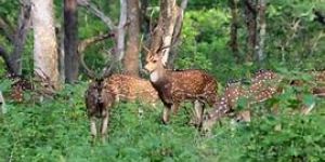 madurai to wayanad 2 nights 3 days maruti xl6 tour package